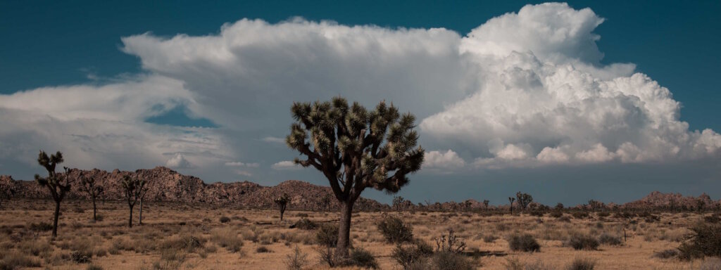 Tree In A Desert