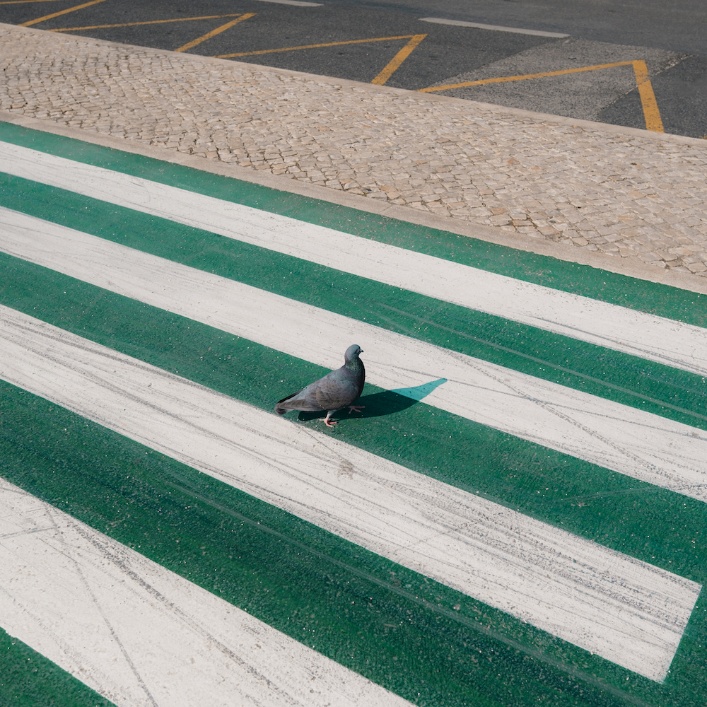 A Pigeon Is Standing On A Painted Roadside Near A Cobblestone Walkway
