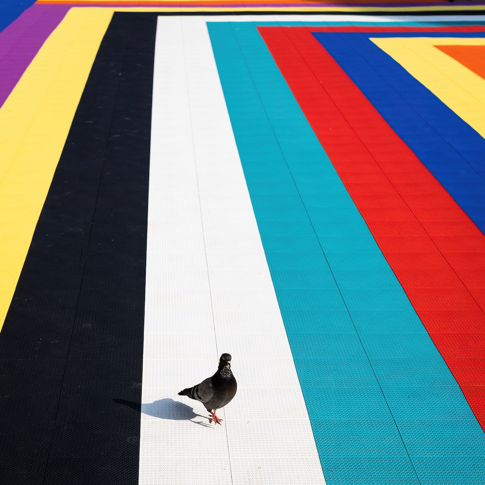 A Single Gray Pigeon Walks Across A Surface Covered In Rows Of Brightly Colored Tiles