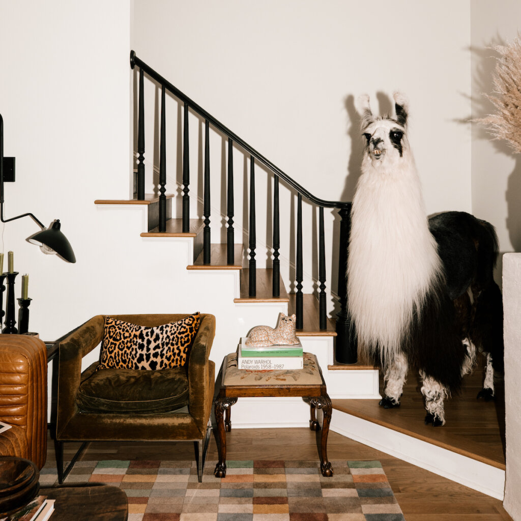 A Black And White Llama Stands In A Living Room With A Rug And A Chair